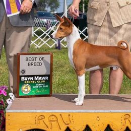 Basenjis from Jublie Basenjis