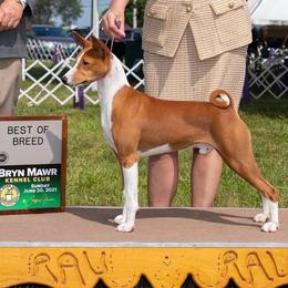 Basenjis from Jublie Basenjis