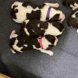English Springer Spaniel Puppies from Burton English Springer Spaniels