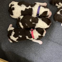 English Springer Spaniel Puppies from Burton English Springer Spaniels