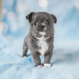 AKC Fluffy Blue  boy - Blue and white male Chihuahua puppy in Brooklyn, New York from Nadezhda's Chihuahuas