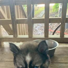 Siberian Husky Puppies from TRUHUSKY SIBERIANS