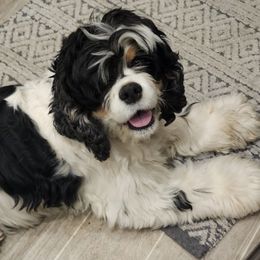 Cocker Spaniels from Reuter’s Cockers