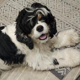 Cocker Spaniels from Reuter’s Cockers
