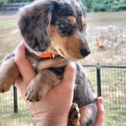 Dachshund Puppies from Faith & Grace Doxies