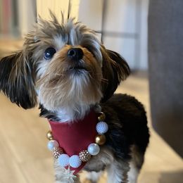 Jojo - Yorkshire Terrier