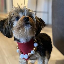 Jojo - Yorkshire Terrier
