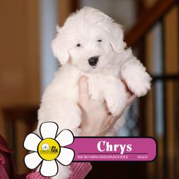 Chrys - White male Sheepadoodle puppy in Cleveland, Tennessee from Narrow Path Old English & Sheepadoodles