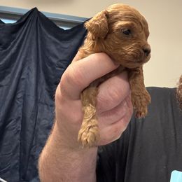 Poodle Puppies from Johnson Ventures