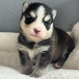 Sorin - Black and white male Pomsky puppy in Boonville, Indiana from Elysian Pomskies