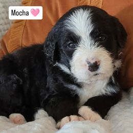 Mocha - Black and white female Bernedoodle puppy in Shiloh, Georgia from Doodle Mountain