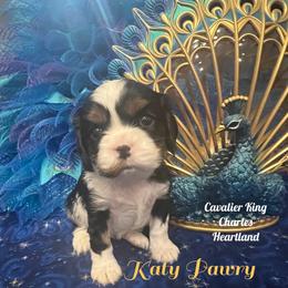 Cavalier King Charles Spaniel Puppies from Cavalier King Charles Heartland