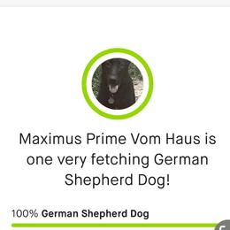 AXEL - German Shepherd