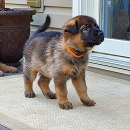 German Shepherd Puppies from Wind Dance German Shepherds