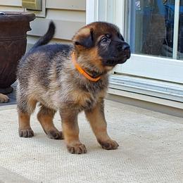 German Shepherd Puppies from Wind Dance German Shepherds