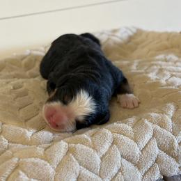 Darling - Black rust and white female Bernese Mountain Dog puppy in Oregon City, Oregon from N.W. Mountain Retrievers