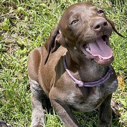Dolly - German Shorthaired Pointer puppy in Lakeland, Florida from Walker’s German Shorthaired Pointers