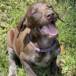 Dolly - German Shorthaired Pointer puppy in Lakeland, Florida from Walker’s German Shorthaired Pointers