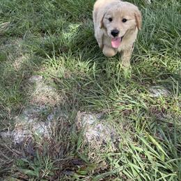 Golden Retriever Puppies from Goldens