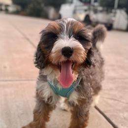 Male 1 - Merle male Bernedoodle puppy in Modesto, California from Central Valley Canine Companions