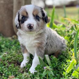 Goose (ASDR and AKC) - Blue merle male Miniature American Shepherd puppy in Stockton, Missouri from Kizmit Farmz