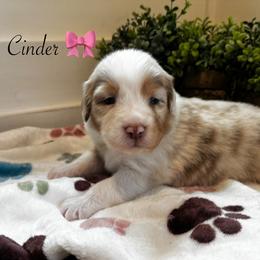 Cinder - Red merle female Australian Shepherd puppy in Murrayville, Georgia from Mountain Ridge Aussies