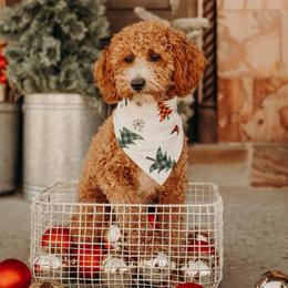 Andi - Goldendoodle