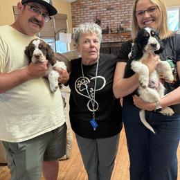 English Springer Spaniel Puppies from Silly Springers