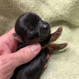 Tink-Tiny Pet only - Black and gold female Yorkshire Terrier puppy in Gatesville, Texas from KontryKritterz Yorkies