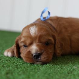 Thyme - Red male Cavapoo puppy in Springtown, Texas from North Texas Puppies