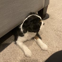 Cavalier King Charles Spaniel and Cavapoo Puppies from K&R Cavaliers