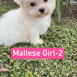 Girl 2 - White female Maltese puppy in Summerville, South Carolina from Creel's Yorkies