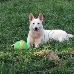 Jewels - German Shepherd