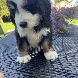 Bernedoodle Puppies from Busacker Babies