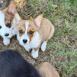 Wonder Woman - Sable female Pembroke Welsh Corgi puppy in Millsap, Texas from Punchy Pembroke Ranch