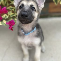 German Shepherd and White Shepherd Puppies from Scenic Creek German Shepherds