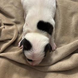 Girl 2 - Tri-color female Jack Russell Terrier puppy in Centerville, Pennsylvania from Rose Haven Farm