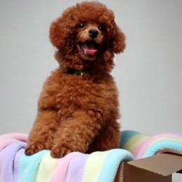 Mindy - Red  female Poodle puppy in Hurricane Mills, Tennessee from Scenic Hills Kennels