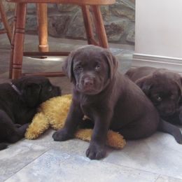 Labrador Retrievers from Bowery Run Labradors