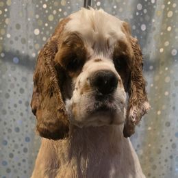 Buddy Gaston - Cocker Spaniel