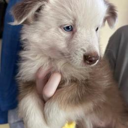 Roulette - Red tri-color female Miniature American Shepherd puppy in Greenboro, North Carolina from Rustlingrass Miniature American Shepherds