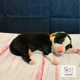 Australian Shepherd Puppies from REINVENTED.KENNELS