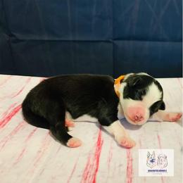 Australian Shepherd Puppies from REINVENTED.KENNELS