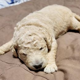 Goldendoodle Puppies from Doster Doodles
