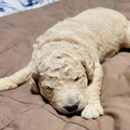 Goldendoodle Puppies from Doster Doodles