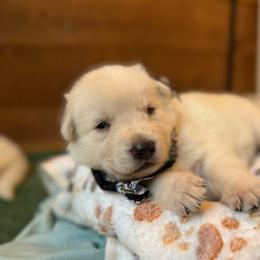 Tig-HANGING OUT - White male German Shepherd puppy in Yuba City, California from Barton’s German Shepherds