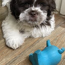 Shih Tzu Puppies from TACG