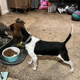 Jinks - Beagle