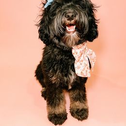 Jovie - Australian Labradoodle