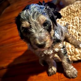 Aussiedoodle Puppies from Hills Barkery